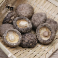 China supplier custom healthy organic dried shiitake mushroom